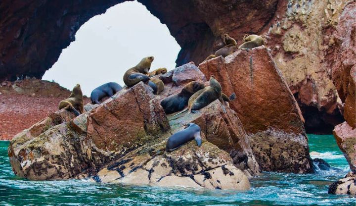 Isole Ballestas
